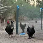 دجاج براهما