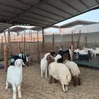 ذبائح للبيع