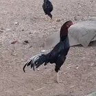 اثنين ديوك شامو للبيع