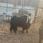 تيس عارضي للبيع ثني