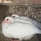 للبيع زغليل حمام فرنسي