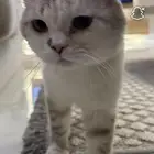 قط للتبني ذكر