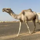 بكره ثنيه تحتها قعود عشرا
