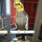 طير كروان ذكر م غرد