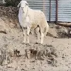 طلي فحل مشروط