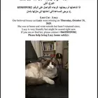 قطه مفقوده الدمام