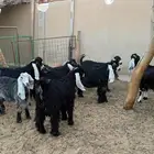 تيوس وجفار