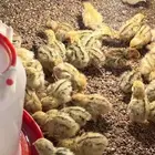 صوص سمان او فري