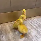 بطات صغيرة