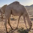 حاشي قعود