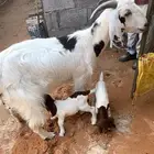 عنز هجين بورقت ومعها تيس وجفره