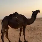 بكره لقيه