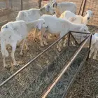 حريات ولد للبيع