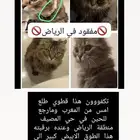 قطه في الرياض مفقوده في حي المصيف