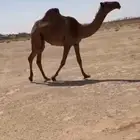 للبيع بكره غرنوقيه