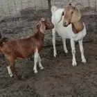 عنز افريقيه بورقت معها بنتها