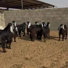 البيع معزا العدد11 السعي علي المشتري