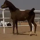 مطلوب حصان واهو بيور