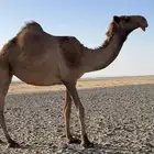 بكرة للبيع