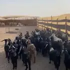 معزا عوارض العدد 52