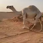 تم البيع