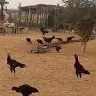 دجاج باكستاني