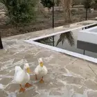 للبيع بط بكيني