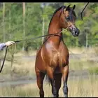 ايواء خيل