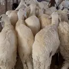 طليان سواكن