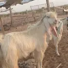 تيس مهجن