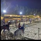 مربط إيواء 500 شامل الطريح 4 وجبات يوميا