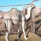 قعود مفرود خوار للبيع