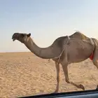 عشراء صفراء منتج