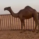 لبيع قعود سنه