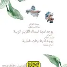 نبات