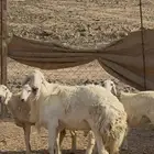 خروف فحل