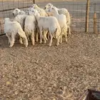 غنم نقوه   صنف العدد 13