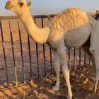 قعود بري طيب