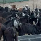 تيوس وحفار