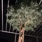 شجرة زيتون
