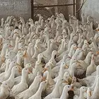 بط بكيني ذبح 35 ريال الحبه وزن فوق كيلو