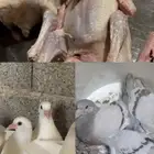 حمام حجم جامبو 28 و هندي 25