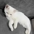 قط للتبني