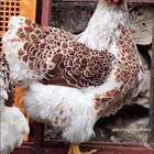 دجاج الوايندوت العملاق