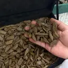 عود مروكي دقة اقل من سعر جملة