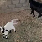 عنز متبع بتيس