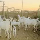 ماعز بيشي صنف