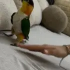 كايك بلاك هد