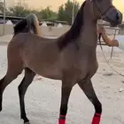 خيل مهر للبيع