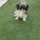 كلب هافانيز للبيع